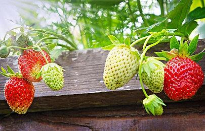 《007：曙光》State of Play专场直播公布 将有超长实机